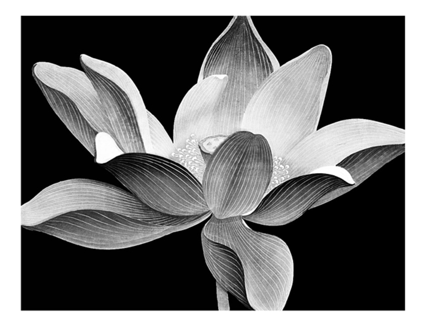 Lotus 6     Water-based woodcut     63x81cm     1994     Edition of 20