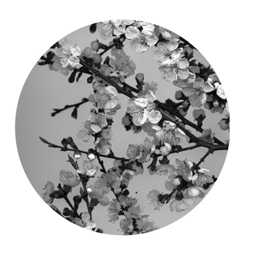 Apricot Blossom 1     Photograph     50x50cm Edition of 9     80x80cm Edition of 6     120x120cm Edition of 3     2014