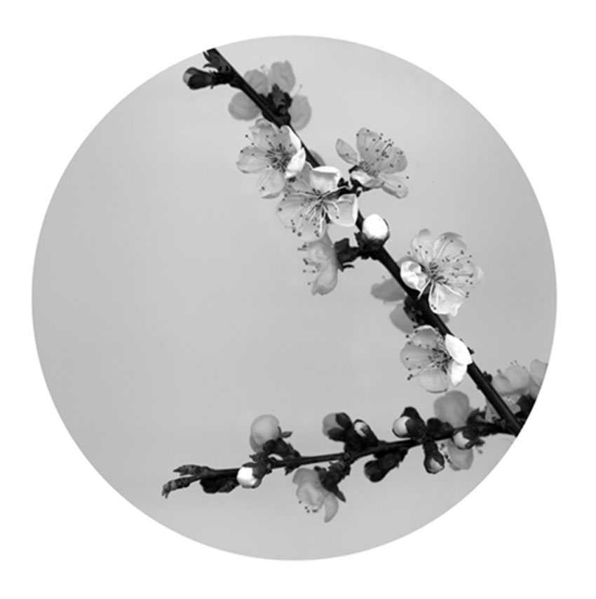 Apricot Blossom 4     Photograph     50x50cm Edition of 9     80x80cm Edition of 6     120x120cm Edition of 3     2014