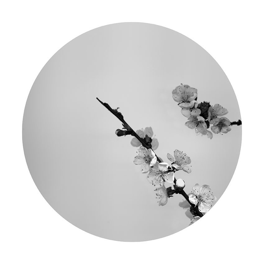 Apricot Blossom 5     Photograph     50x50cm Edition of 9     80x80cm Edition of 6     120x120cm Edition of 3     2014