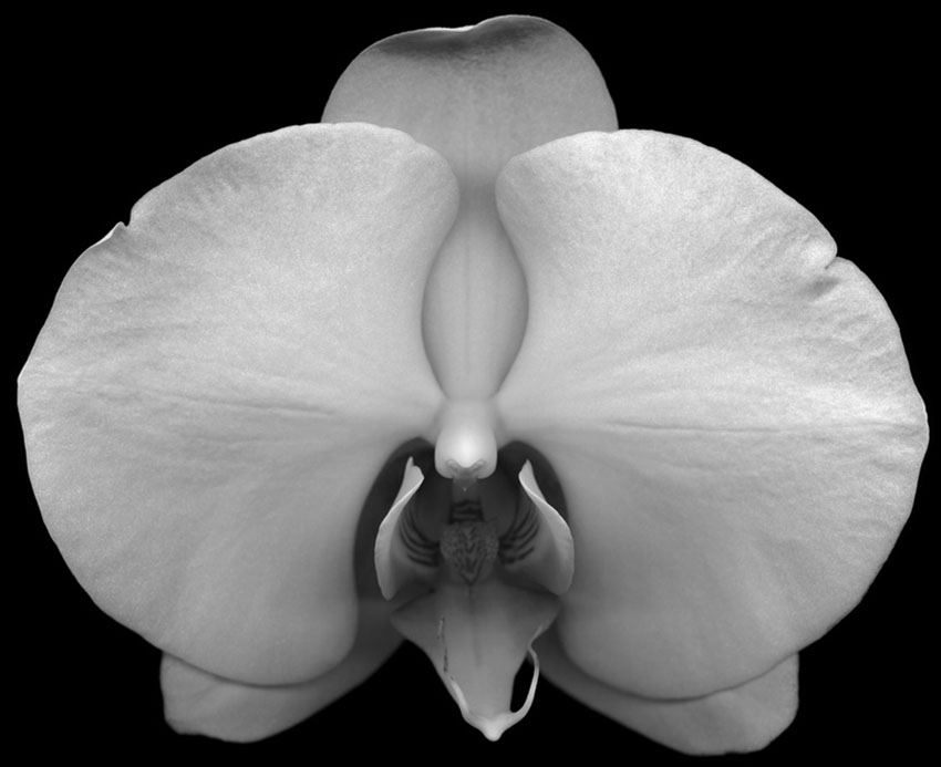 Flower 6     Photograph     100x122cm Edition of 6     122x150cm Edition of 6     2011